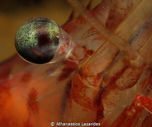 The eye of a shrimp by Athanassios Lazarides 